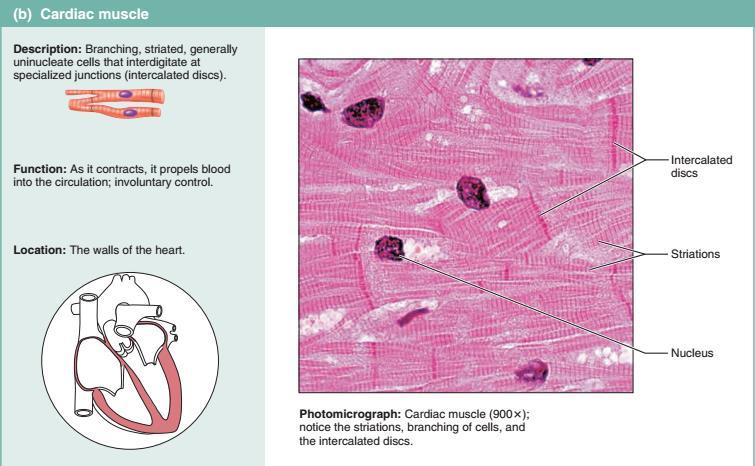 Mięsień sercowy Komórki długie, rozgałęzione, jednojądrzaste, prążkowane,