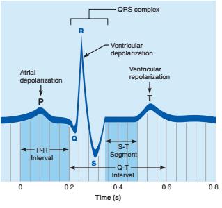 EKG zespół QRS depolaryzacja