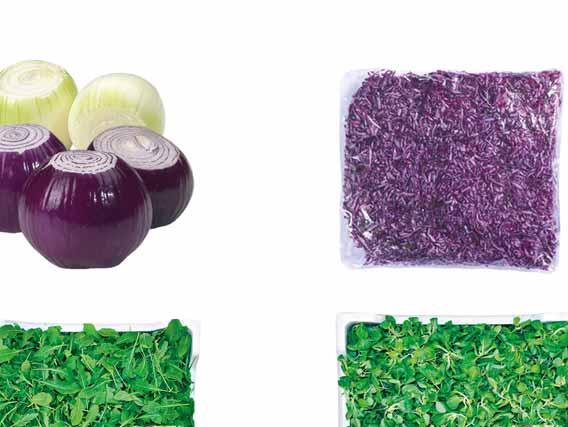 SAŁATA LODOWA CIĘTA pakowana po 500 g