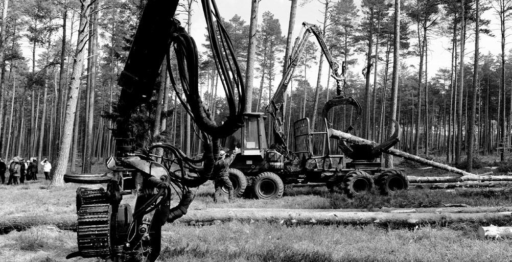 Środowisko i Rolnictwo do wycinki drzew pod kątem występowania w ich obrębie gatunków prawnie chronionych, jak i zasadności wniosków.