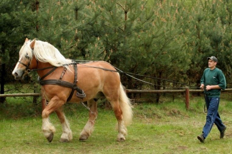 KONIE HORSES 7
