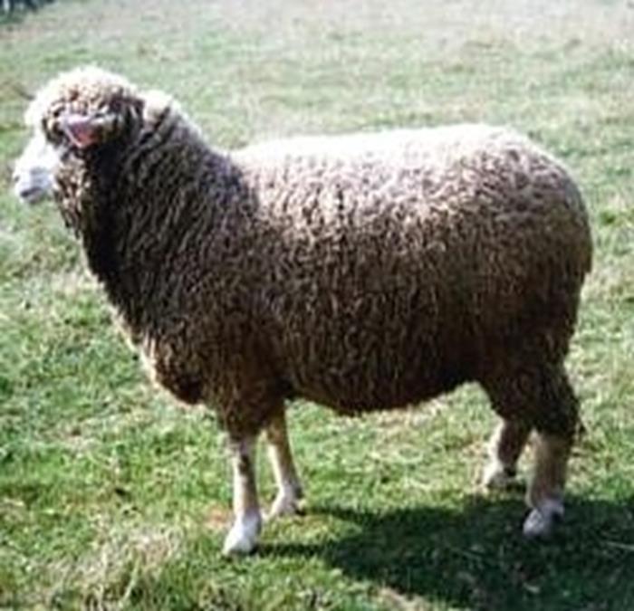 OWCE SHEEP