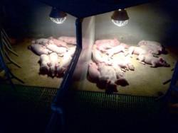 Kolczyk identyfikacyjny składa się z dwóch części- męskiej i żeńskiej, które po prawidłowym umieszczeniu do kolczykownicy, są łączone na małżowinie usznej prosięcia.