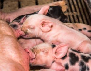 .pl https://www..pl Od tego, ile prosiąt rodzą nasze lochy, zależy opłacalność naszej hodowli. i okresie odchowu prosiąt.
