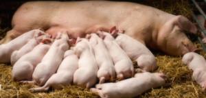 .pl https://www..pl Prosięta zużywają około 3,5-4,5 litra mleka na 1 kg przyrostu masy ciała. Czy mleko wystarczy? Prosięta zużywają około 3,5-4,5 litra mleka na 1 kg przyrostu masy ciała. Całkowita produkcja mleka u loch jest tym większa, im więcej prosiąt ssie matkę.