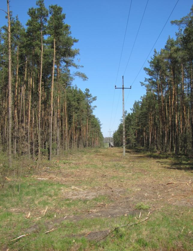 geneza: kablowanie lasów. Kablowanie linii w lasach. Potencjalny zakres prac. Dane TD: Linie napowietrzne WN ok. 9 000 km średnie zadrzewienie ok 35% w tym linie w Lasach Państwowych ok. 700 km.