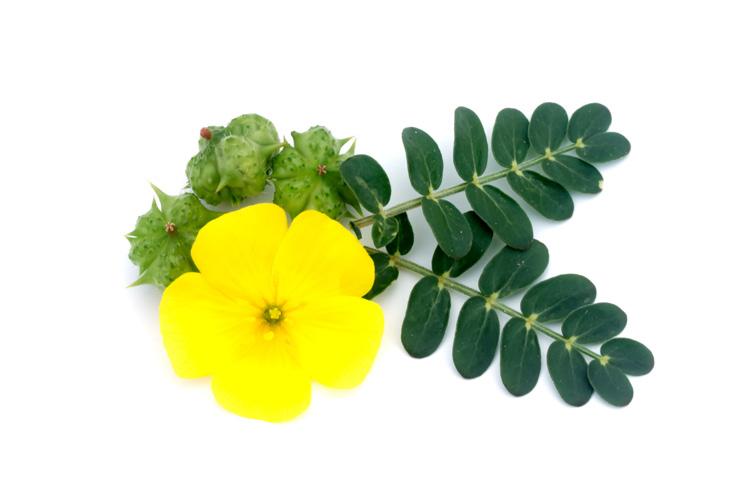 16 NUTRICODE VITAMINS FOR HIM NOWOŚĆ DOSKONALE SKOMPONOWANY ZESTAW WITAMIN I MINERAŁÓW ORAZ EKSTRAKTÓW ROŚLINNYCH: tribulus terrestris (buzdyganek naziemny*), wyzwala pożądanie i doskonale wspomaga