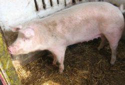 .pl https://www..pl Rozród trzody chlewnej: jak zwiększyć efektywność produkcji? Autor: prof. dr hab. inż.