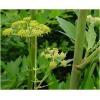 Dane aktualne na dzień: 05-12-2018 07:22 Link do produktu: http://www.goldplants.eu/ziola-lubczyk-ogrodowy-levisticum-officinale-z31-h-p-1471.