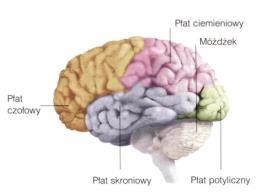 KORA MÓZGOWA PŁAT POTYLICZNY (wzrok) PŁAT SKRONIOWY (słuch, rozpoznawanie