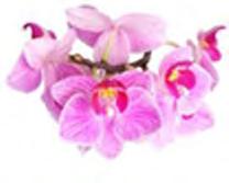 Odżywka keratynowa zawiera esencje z oejku orchidei
