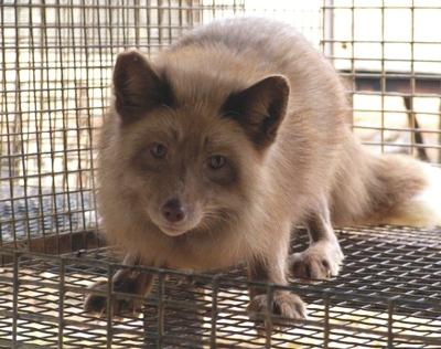 M. Piórkowska Wiadomości Zootechniczne, R.