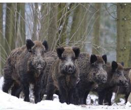 ASF okiem hodowcy, lekarza i myśliwego Afrykański pomór świń (ang. african swine fever ASF) to zakaźna choroba świń domowych oraz dzików, pierwszy raz wykryta w Afryce w Kenii, w 1910 roku.