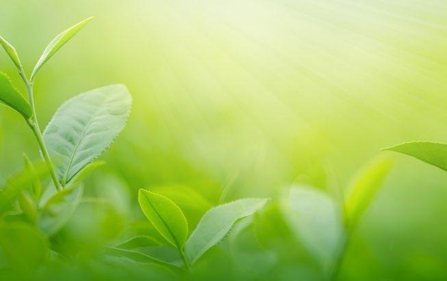 Zalecana dzienna porcja kapsułki zawiera 500 mg ekstraktu z czerwonej herbaty i chelat chromu 7 µg (9,5% RDA).