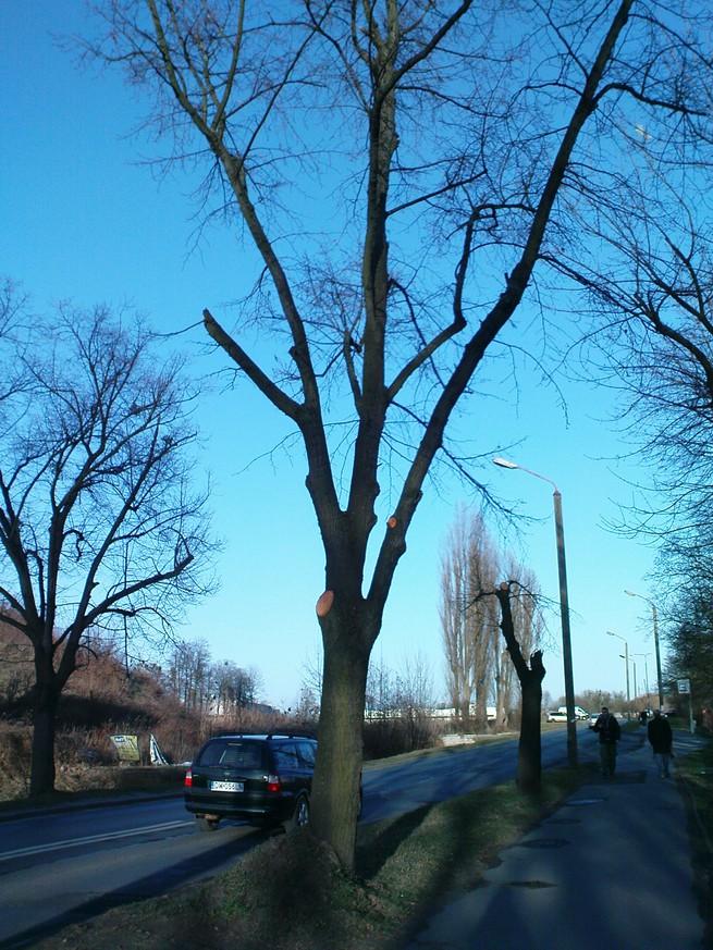 skrajnię, być może też z