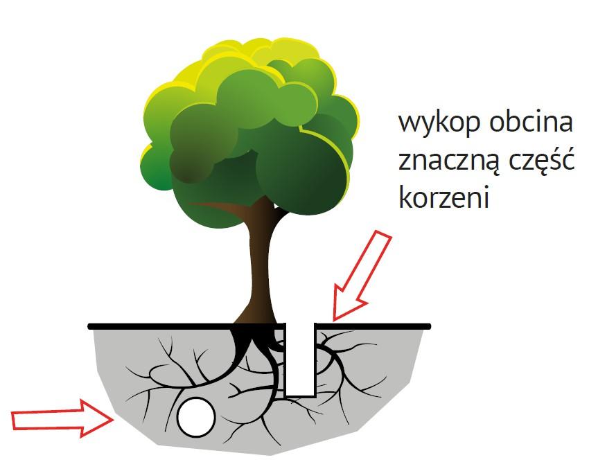 Uszkodzenia systemu korzeniowego Wykopy: Powodują najczęstsze uszkodzenia systemów korzeniowych.