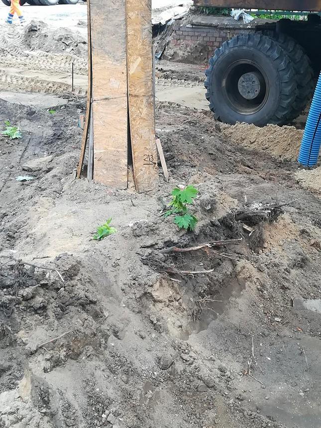 Nieprawidłowe prowadzenie prac przy drzewach Fot.