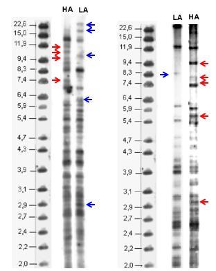 Fotografia 2. Analiza DNA fingerprinting myszy linii HA i LA przy wykorzystaniu sondy molekularnej 33.6 (lewy panel) i 33.15 (prawy panel).