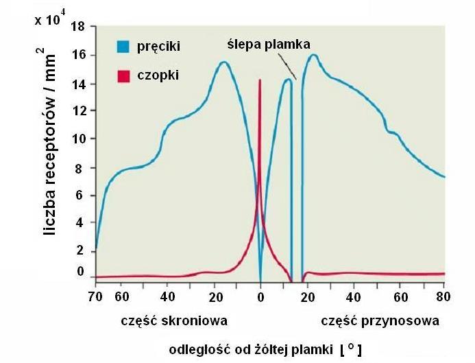 PRĘCIKI I CZOPKI Dr hab.