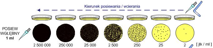 Do płytek Petriego przenieść 1 ml rozcieńczenia i wlać odpowiednie podłoże agar mleczny - schłodzone do temperatury 45±1 o C, w ilości ok. 12 15 ml.