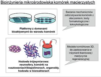 Jądra komórkowe wybarwione są na niebiesko. Strzałka wskazuje ukierunkowany wzrost aksonu. Według Postępy Biochemii, 2013, 59(2):175-187.