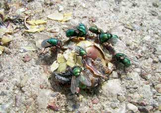 64 DROBIAZGI Wszechświat, t. 116, nr 1 3/2015 ranach zaś plujka pospolita (Calliphora vicina), to jeden z najważniejszych dowodów entomologicznych przy dochodzeniach w sprawach morderstw.
