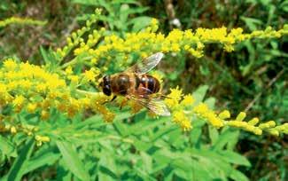 Larwy Lucilla sericata są hodowane w laboratoriach w warunkach sterylnych i stosowane w leczeniu trudno gojących się ran, również stopy cukrzycowej.