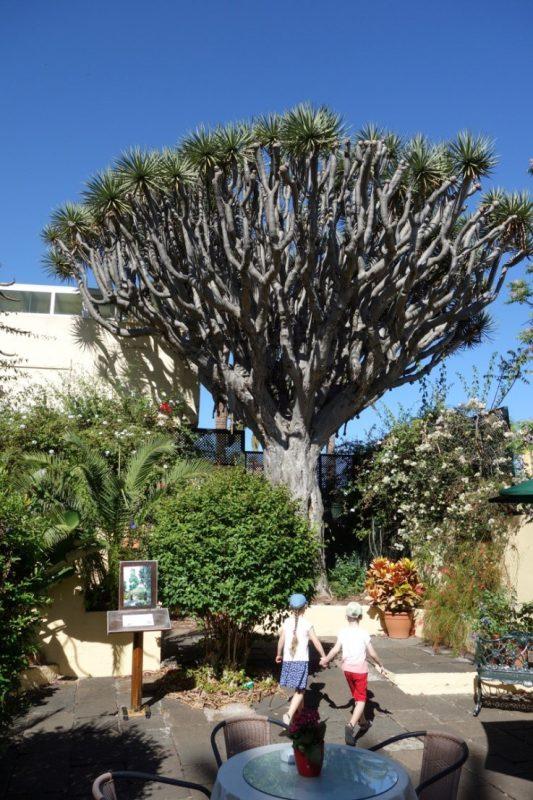 Ryc. 2. Potężna Dracaena draco w Jardin de Orquideas (fot. Barbara Baran).