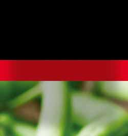 ZIELONY MŁODY 2,5