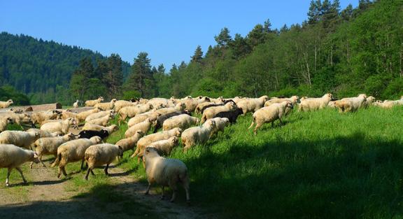 Beskid Niski.