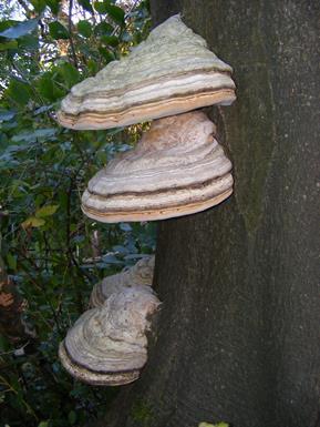 Należy do grupy grzybów nie kapeluszowych wyrastających na drewnie, część z nich to pasożyty żywych drzew, większość to saprotrofy rozkładające drewno.