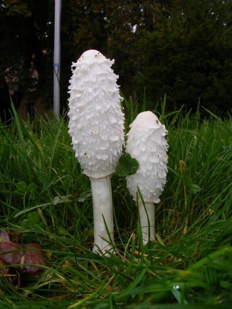 Czernidłak kołpakowaty (Coprinus comatus) To biały grzyb z rodziny pieczarkowatych wyrastający na trawnikach i w parkach w jesienne deszczowe dni. Jest jadalny i smaczny.