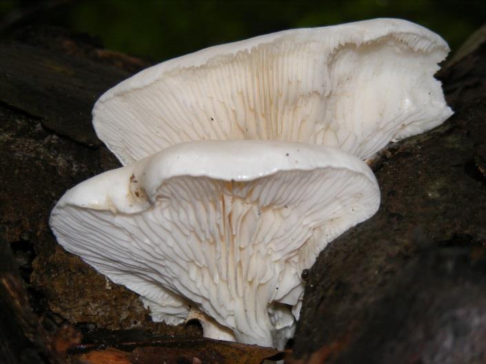 Boczniak ostrygowaty (Pleurotus ostreatus) Grzyb jadalny średniej wielkości o kapeluszu średnicy od 5 do 15 cm, (spotyka się starsze owocniki znacznie większe) kształtem przypomina ostrygę lub