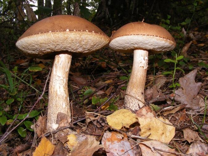 Koźlarz babka (Leccinum scabrum) Jadalny i jeden z najczęściej spożywanych grzybów, najsmaczniejsze są owocniki młode i kapelusze. Bardzo pospolity.