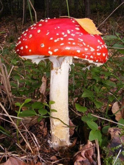 Muchomor czerwony (Amanita muscaria)- trujący Gatunek kosmopolityczny. Preferuje obszary klimatu umiarkowanego, ale można go spotkać nawet również w Ameryce Środkowej. W Polsce bardzo pospolity.