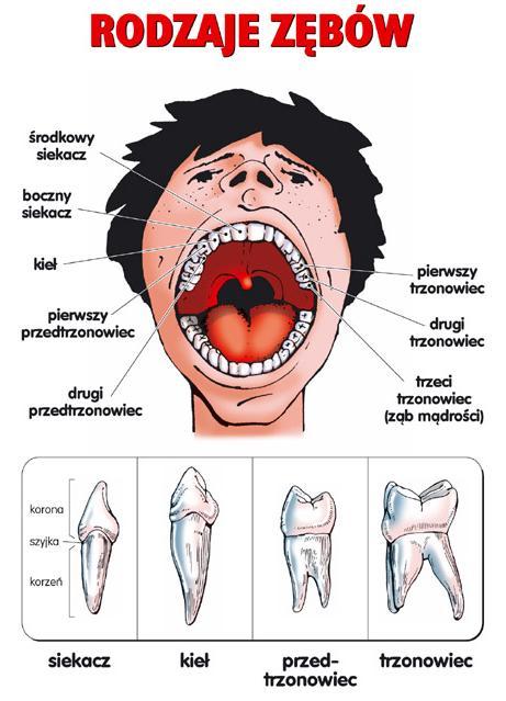 Zęby Żeby są osadzone w wyrostkach, czyli w zębodołach wyrostków zębodołowych żuchwy i szczęki.