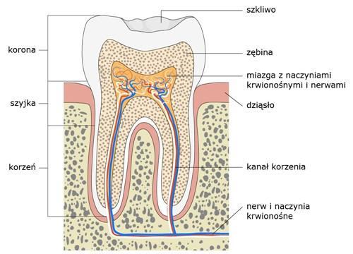 Budowa zęba Korona część wystająca ponad dziąsło Korzeń część pogrążona w kości Szyjka lekko zwężona część, miejsce przejścia korony w korzeń W środku zęba znajduje się komora zęba, zawierająca