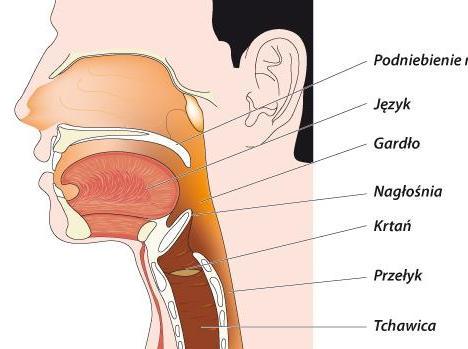Gardło Na potrzeby opisu gardło dzieli się na trzy części- część nosową gardła, część ustną gardła i część krtaniową. Część nosowa gardła pełni ważną funkcję w oddychaniu.