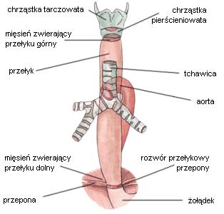 Przełyk Górny i dolny koniec przełyku jest zamknięty zwieraczami.