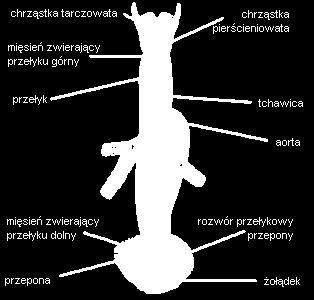 przedostawania się powietrza podczas wdechu i zachłyśnięcia się treścią przełyku.