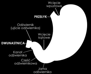 Budowa żołądka Żołądek stanowi ciągłość z przełykiem w miejscu zwieracza wpustu oraz z dwunastnicą w miejscu zwieracza odźwiernika.