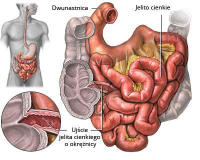 Jelito cienkie Jelito cienkie stanowi bezpośrednie przedłużenie żołądka od zwieracza odźwiernika.