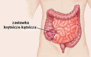 Jelito cienkie - części Jelito czcze mające około 2 metry