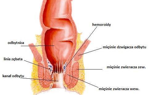 Odbytnica Ta nieco rozszerzona część jelita grubego, o długości około 13 cm, zaczyna się od esicy, kończy się