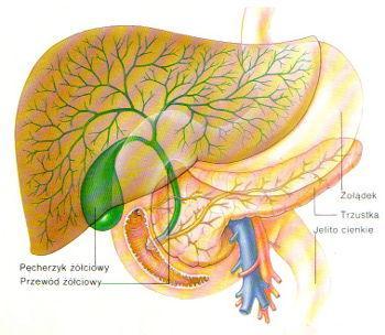 Trzustka Trzustka pełni funkcję zarówno wydzielania zewnętrznego (egzokrynną), jak i wydzielania wewnętrznego (endokrynną).
