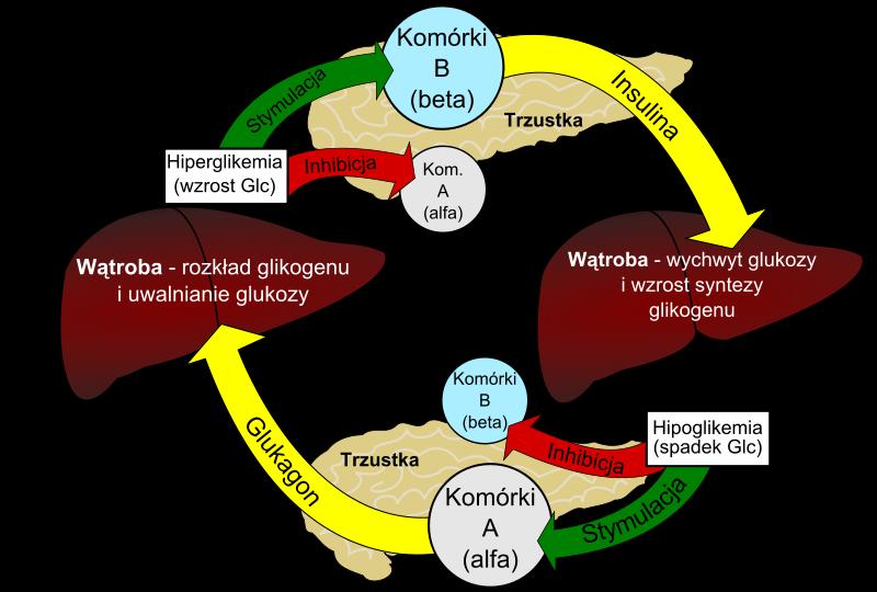 Funkcje wątroby Metabolizm węglowodanów.