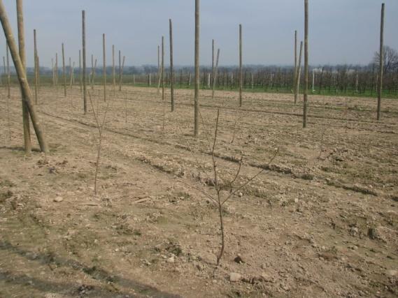 1. Badanie wpływu nowych, parchodpornych odmian