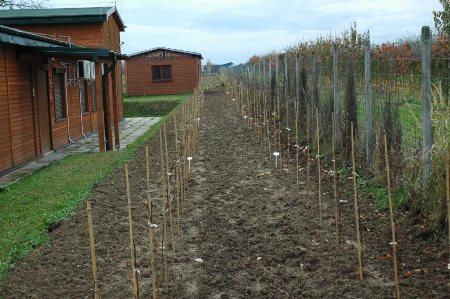 2. Wzrost, owocowanie i ocena