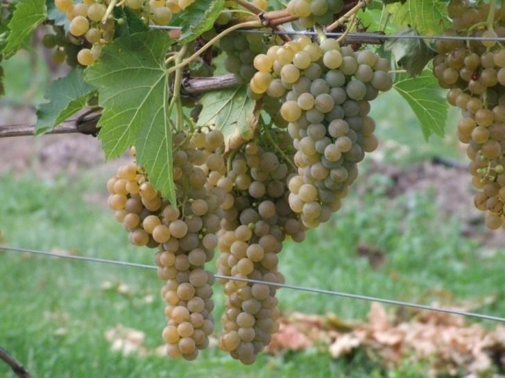 ekologicznej2013: Marechal