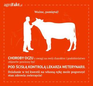 .pl https://www..pl Nie lecz krów sam! Poradź się weterynarza! Choroby bydła mogą nieść za sobą poważne konsekwencje, mające wpływ na życie zwierzęcia.